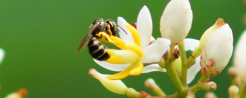 葫芦蜂喂什么筑巢快，饲养葫芦蜂要谨防敌害侵扰
