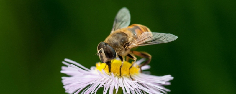 蜜蜂最怕什么东西，蜜蜂有哪些天敌（蜜蜂的天敌有哪几种）