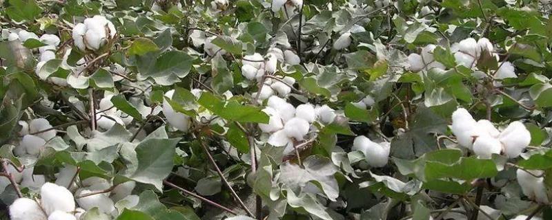 棉花什么时候开花，附地理分布 棉花主要分布在什么地形区