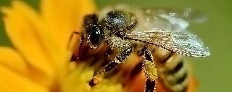 蜂毒为什么会引起过敏，附过敏症状 蜂毒过敏严重会出现什么症状