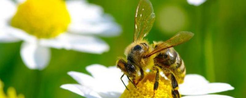 一斤花粉能喂多少蜂，附喂食方法 怎样给蜂喂花粉