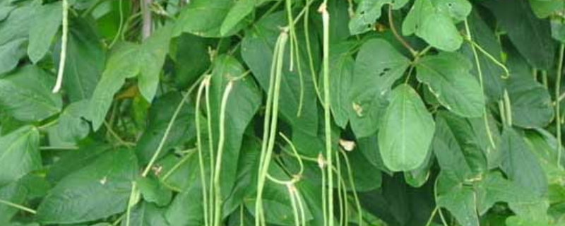 豇豆的种植时间，附豇豆的栽培环境 豇豆的种植技术及管理