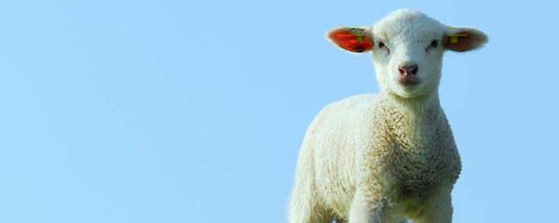 如何才能让母羊多产羊羔 怎样才能让羊多产羔
