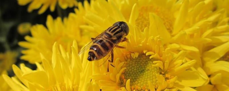 盗蜂有什么危害，蜂群为什么迁飞（为什么会盗蜂）