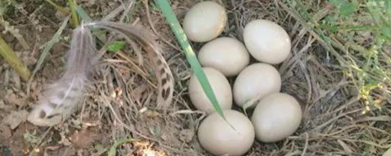 野鸡种蛋的保存技术 野鸡蛋孵化方法