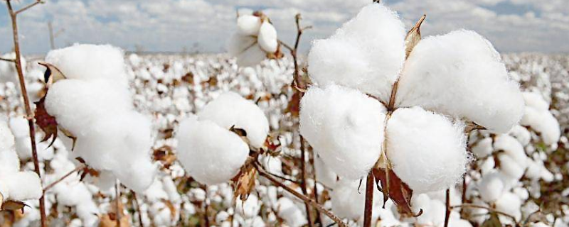 高产棉花品种有哪些 高产棉花品种有哪些图片
