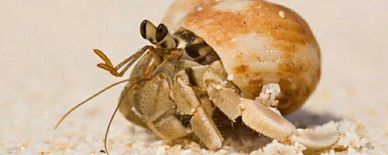寄居蟹能活多久 一般寄居蟹能活多久