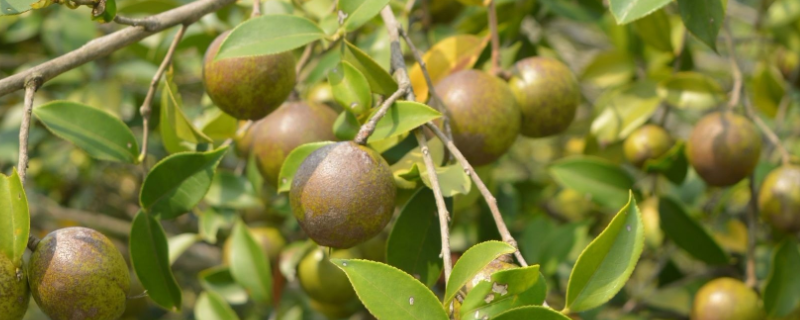 油茶树，附形态特征及生长习性 油茶的主要树形有(