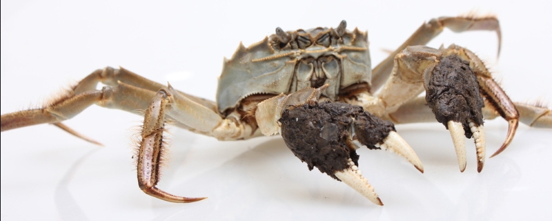 秋季河蟹死亡的原因，怎样减少河蟹死亡