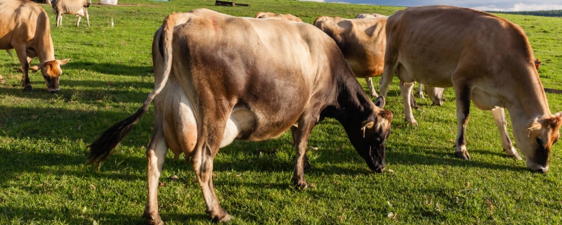 母牛不孕症的治疗方法，母牛不孕症的病因