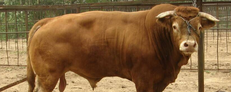 鲁西黄牛的生长周期是多长（鲁西黄牛一年能长多大）