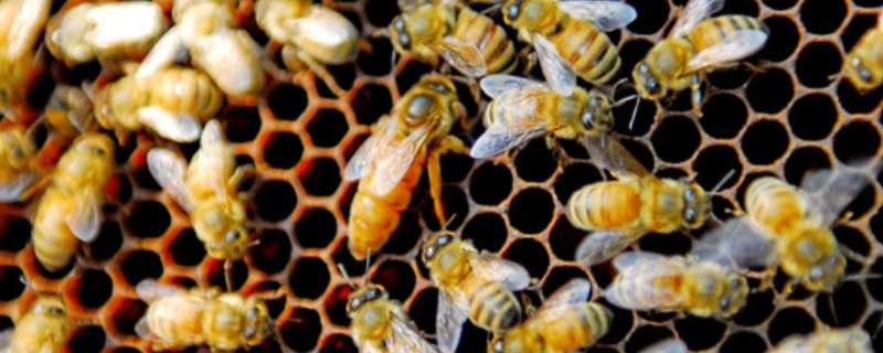 治蜂螨最好的方法，蜂螨的发生规律与危害症状