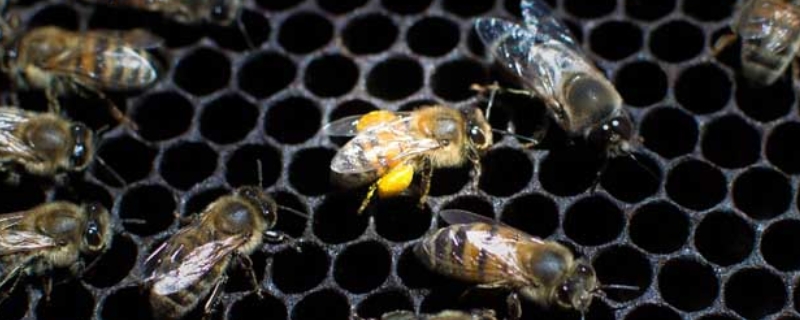 蜂螨对人有害吗，蜂螨的防治方法 蜂螨怎么防治最有效?