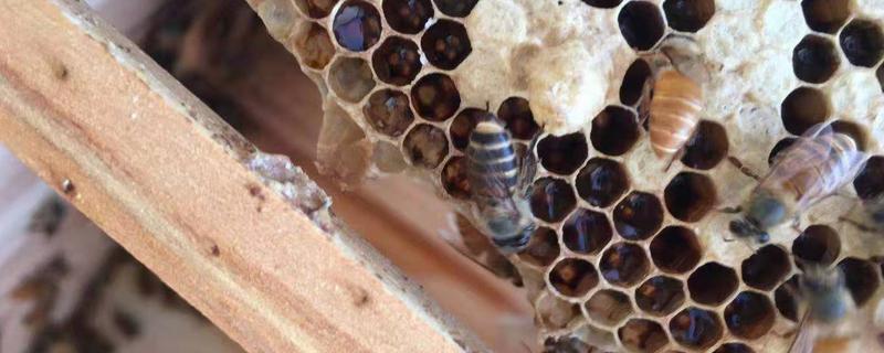 为什么蜂箱口很多死蜂，附蜜蜂自然界敌害