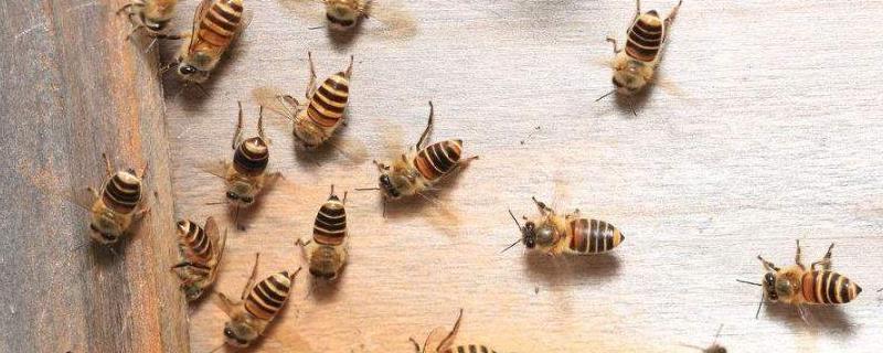 如何判断蜂群越冬情况，蜂巢号内有鼠害怎么办