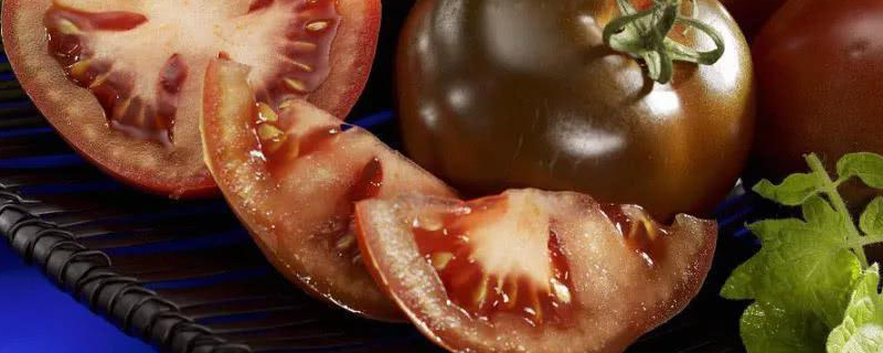 黑番茄是转基因的吗（黑番茄是不是转基因）