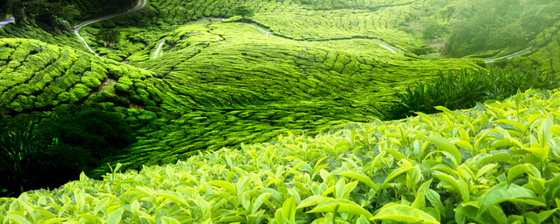 春季茶园管理抓六招促春茶增效，具体怎么实施