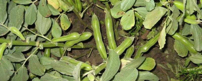 蚕豆病虫害防治技术，附其危害特点 蚕豆病虫害的防治