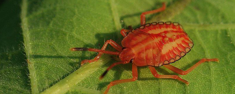 荔枝蝽的防治方法，生活习性是什么 怎么消灭荔枝蝽