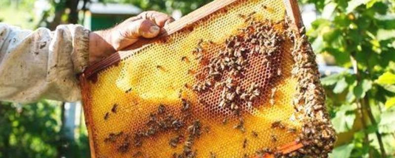 养蜂怎样防止蜂王逃跑，详细介绍（养蜂怎么控制蜂王）