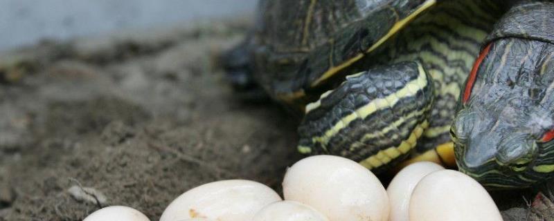 乌龟蛋怎么孵化（夏天乌龟蛋怎么孵化）