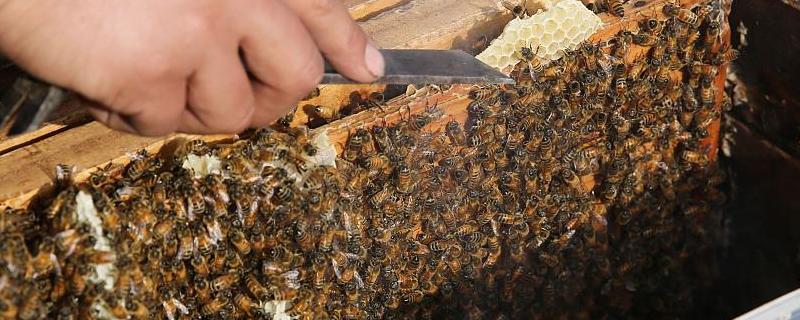 养中蜂最忌些什么东西 最佳养中蜂的方法