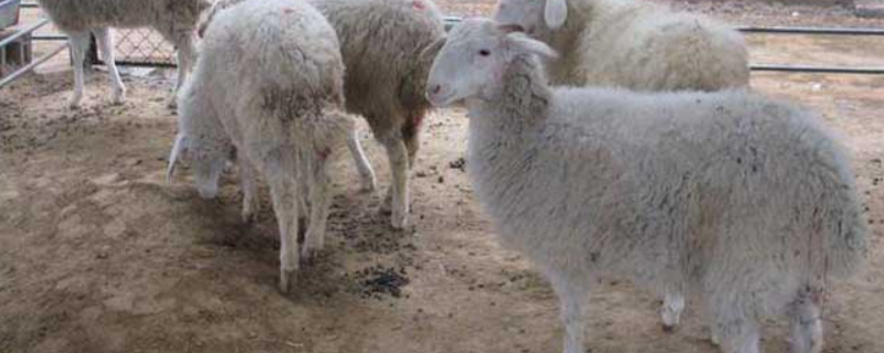 羊得了口蹄疫怎么治 羊得了口蹄疫怎么治 特效药