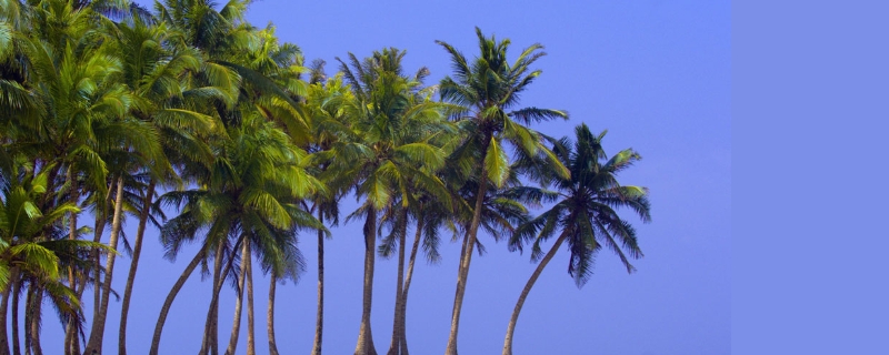棕榈树和椰子树的区别，科属、形态、产地与价值区别