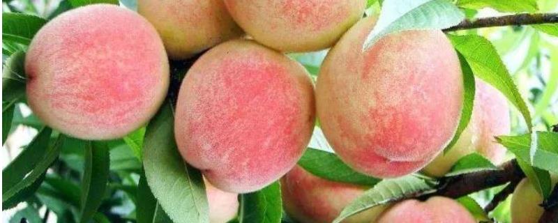水蜜桃和桃子的区别 水蜜桃和桃子的区别图片