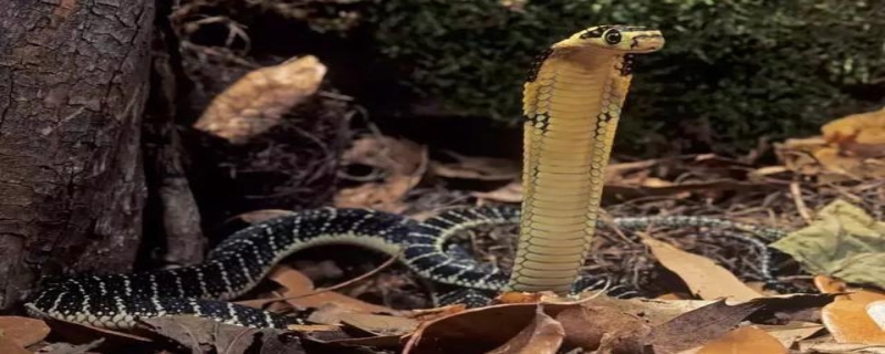 眼镜蛇和眼镜王蛇的区别，详细介绍 眼镜王蛇和眼镜蛇有什么区别?
