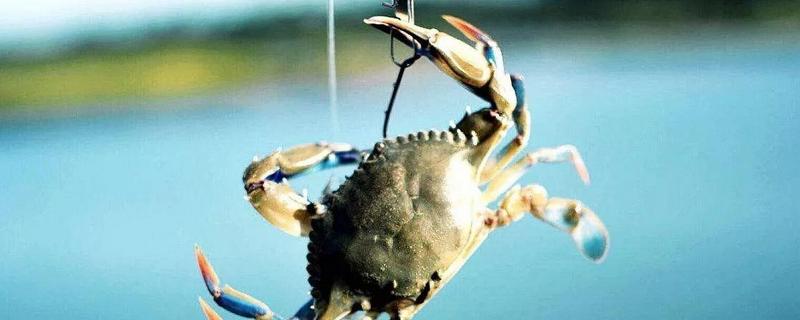 钓螃蟹实用技巧大全，常用钓法有哪些