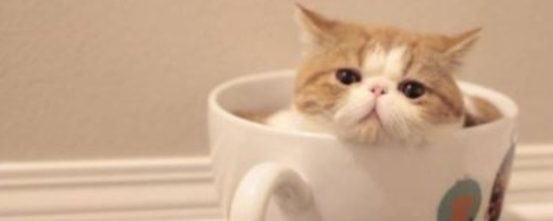 茶杯猫寿命有多长（茶杯猫体重）