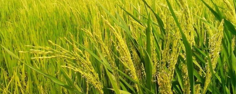 水稻病虫害的五大农业防治方法 水稻病虫害的五大农业防治方法有哪些