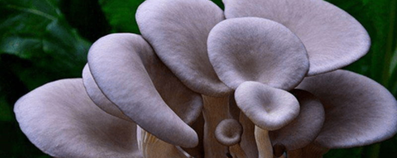 凤尾菇和平菇一样吗 凤尾菇和蘑菇有什么区别