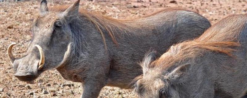 疣猪和野猪的区别，疣猪吃什么食物 疣猪是杂食动物吗