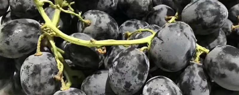 黑加仑和蓝莓的区别，附黑加仑和蓝莓的营养成分
