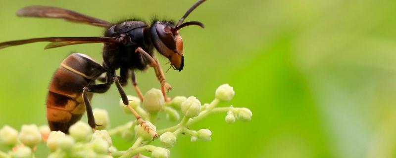 胡蜂的寿命有多长 胡蜂能活多长时间