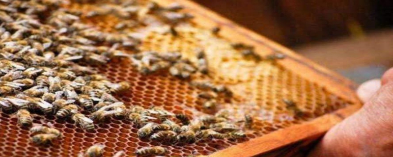 怎么正确给蜜蜂加脾 蜂蜜如何加脾