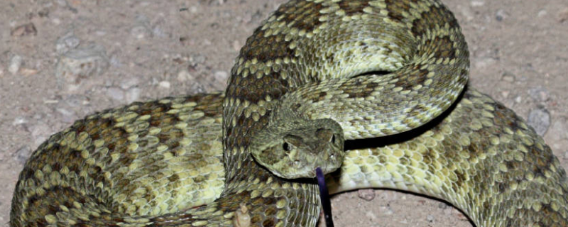 响尾蛇的生活习性，响尾蛇的分布范围和热眼系统