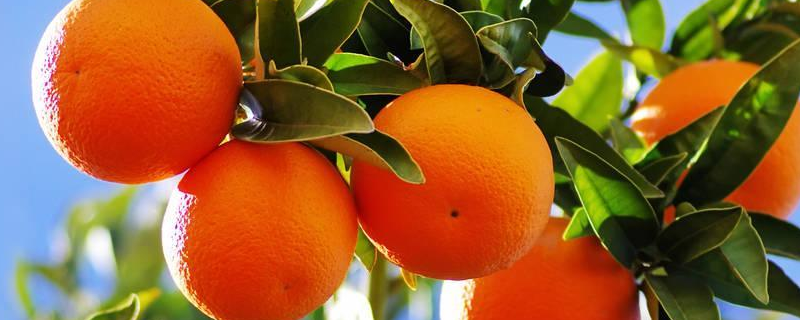 橘子和橙子的区别，详细介绍 橘子和橙子的区别,详细介绍一下