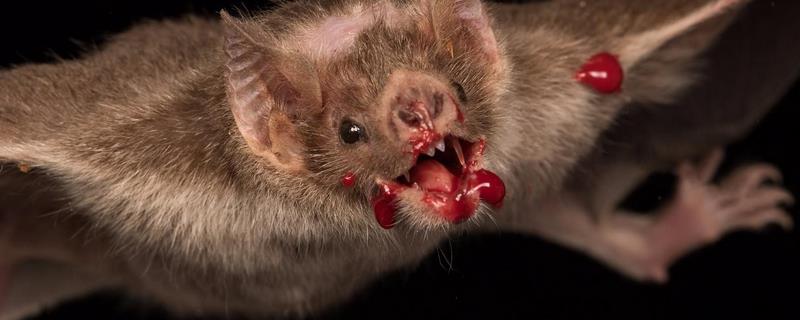 吸血蝙蝠一次吸多少血（吸血蝙蝠一次吸多少血?）