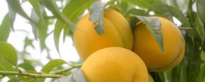 黄桃产地分布有哪些地方 黄桃的产地在什么地方