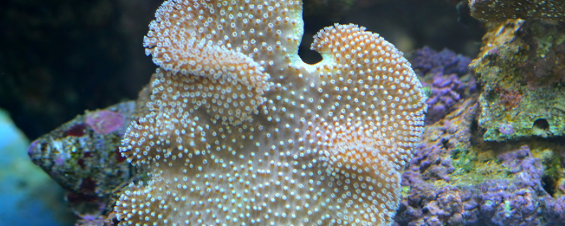 珊瑚虫是什么东西（珊瑚虫是啥东西）