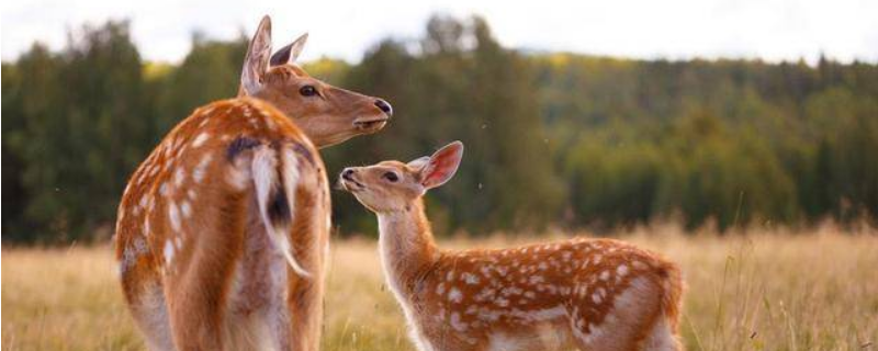 鹿的繁殖特点，尾巴主要有哪些功能 鹿的尾巴有什么作用原因是什么