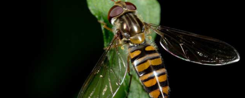 赤眼蜂如何防治玉米螟 赤眼蜂怎么防治玉米螟