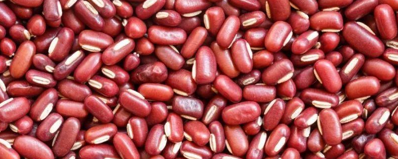 赤小豆和红豆的区别，详细介绍 赤小豆和红豆有什么区别