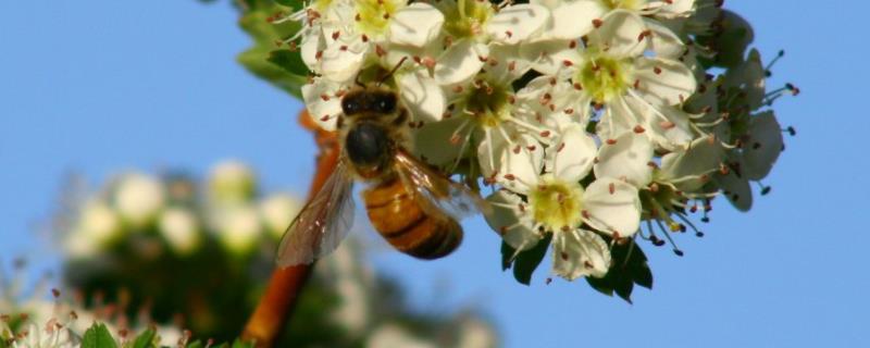 蜜蜂养殖有哪些秘诀，做好这几点 蜜蜂应该怎么养殖
