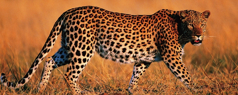 豹子的尾巴主要有哪些用处，豹子有哪些天敌