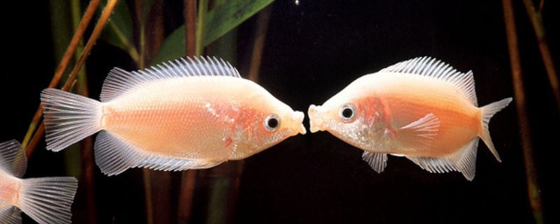 热带接吻鱼接吻的原因是什么，它们喜欢吃什么食物，接吻鱼长什么样子