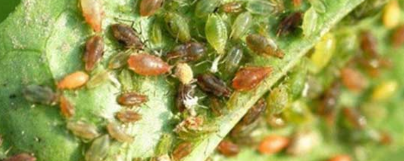 菜蚜的防治方法，附菜蚜发生的规律 菜蚜的为害虫态是